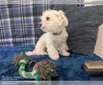 Small #6 Maltese