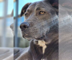 KangaRoo - Female Blue Lacy-Unknown Mix Dog for Adoption - Photo #2