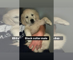 Small Photo #2 Golden Retriever Puppy For Sale in BRISTOL, VT, USA
