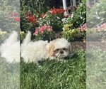 Small #3 Shih Tzu