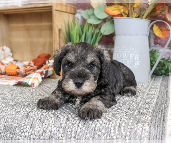Medium Photo #3 Schnauzer (Miniature) Puppy For Sale in SYRACUSE, IN, USA