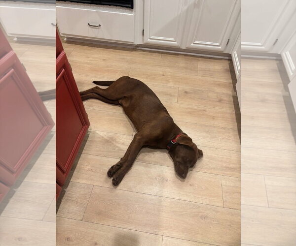 Medium Photo #8 Labrador Retriever-Unknown Mix Puppy For Sale in San Diego, CA, USA