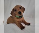 Puppy Green Male Dachshund