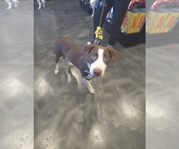 Medium Photo #10 American Pit Bull Terrier-Unknown Mix Puppy For Sale in Minneapolis, MN, USA