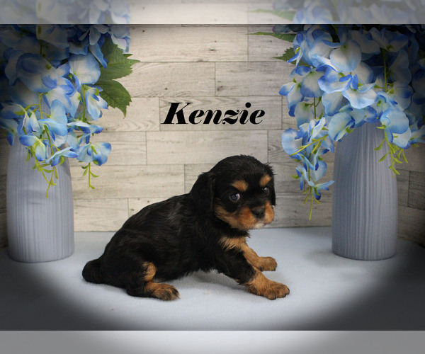 Medium Photo #12 Cavalier King Charles Spaniel Puppy For Sale in CHANUTE, KS, USA