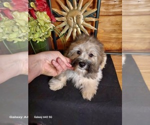 Bichon Frise-Maltipoo Mix Puppy for sale in BELDING, MI, USA
