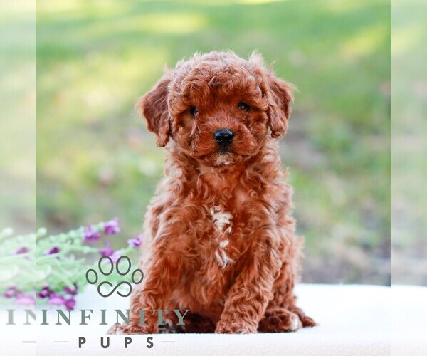 Medium Photo #4 Cavapoo (Miniature) Puppy For Sale in LITITZ, PA, USA