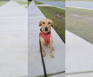 Retriever -Unknown Mix Dogs for adoption in Sanford, FL, USA