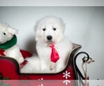Small #23 Maremma Sheepdog