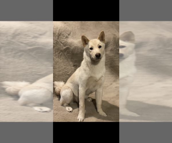 Medium Photo #1 Shiba Inu Puppy For Sale in PLAINWELL, MI, USA