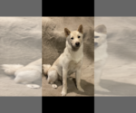 Small Photo #1 Shiba Inu Puppy For Sale in PLAINWELL, MI, USA