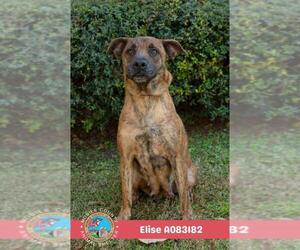 ELISE - Female Plott Hound-Unknown Mix Dog for Adoption - Photo #2