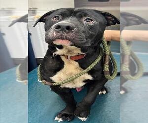 Bulldog-Unknown Mix Dogs for adoption in Mobile, AL, USA