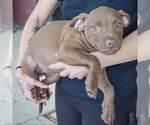 Small #3 American Staffordshire Terrier-Labrador Retriever Mix
