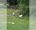 Small #6 Siberian Husky