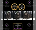 Puppy Juno AKC Poodle (Miniature)