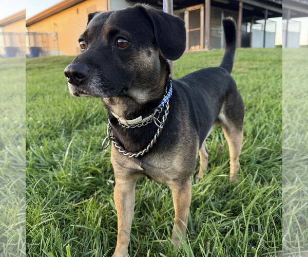 Medium Photo #4 Raggle Puppy For Sale in Batavia, OH, USA