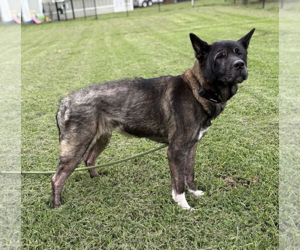 Medium Photo #2 Akita-Unknown Mix Puppy For Sale in Virginia Beach, VA, USA