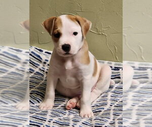Maxwell (1yo,50lbs) - Male Boxer-Unknown Mix Dog for Adoption - Photo #10