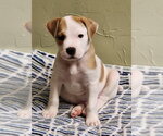 Small #9 Boxer Mix