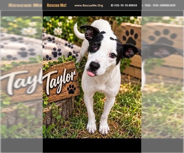 Medium Photo #1 American Staffordshire Terrier Puppy For Sale in Benton, PA, USA