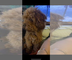Cavapoo Puppy for sale in ROCKFORD, IL, USA