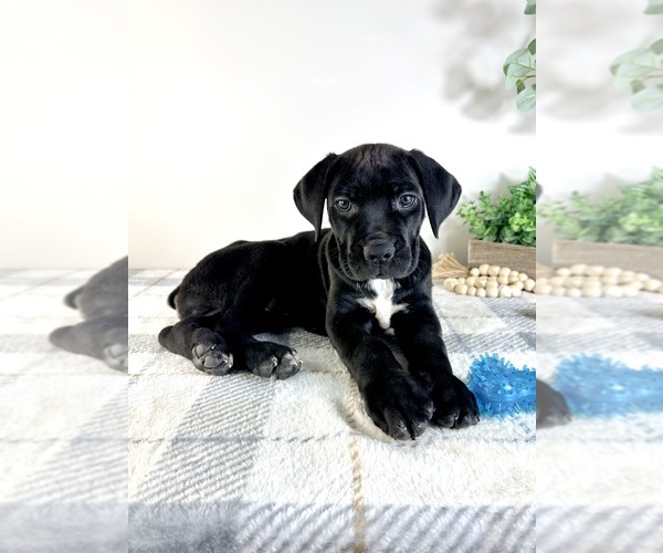 Medium Photo #1 Cane Corso Puppy For Sale in GREENFIELD, IN, USA
