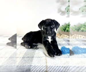 Cane Corso Puppy for sale in GREENFIELD, IN, USA