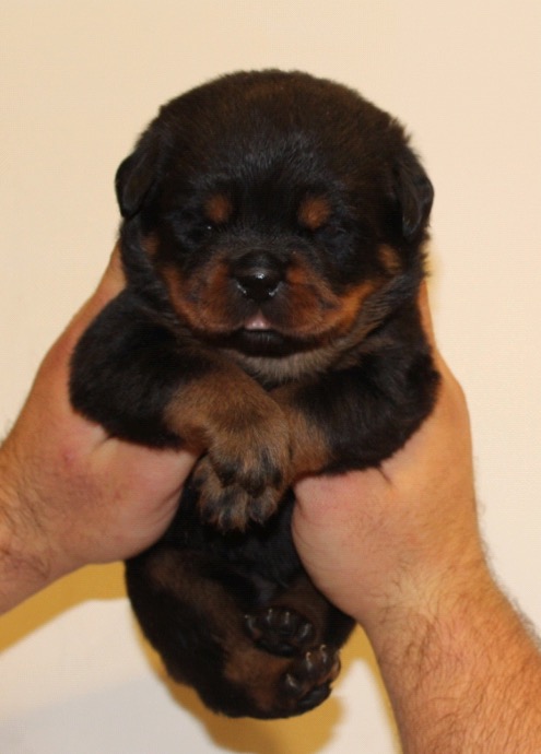 View Ad: Rottweiler Puppy for Sale near In Italy