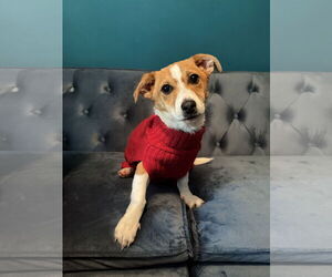 Chihuahua-Unknown Mix Dogs for adoption in Wakefield, RI, USA