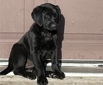 Puppy 3 Labrador Retriever-Treeing Walker Coonhound Mix
