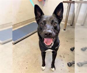 German Shepherd Dog-Unknown Mix Dogs for adoption in Camarillo, CA, USA