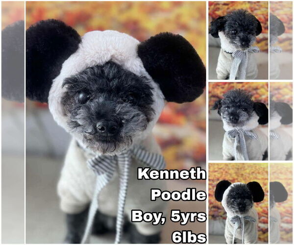 Medium Photo #1 Poodle (Toy) Puppy For Sale in Seattle, WA, USA