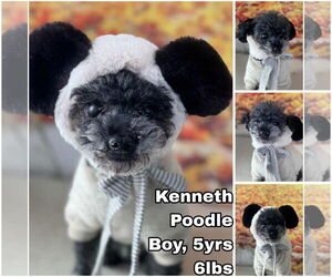 Poodle (Toy) Dogs for adoption in Seattle, WA, USA