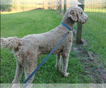 Small Photo #1 Poodle (Standard) Puppy For Sale in RHINE, GA, USA