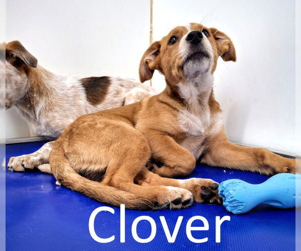 Medium Photo #4 Red Heeler-Unknown Mix Puppy For Sale in Mountain View, AR, USA