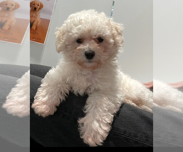Medium Photo #1 Poodle (Miniature) Puppy For Sale in GREENSBORO, NC, USA
