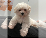 Small Poodle (Miniature)