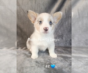 Welsh Cardigan Corgi Puppy for sale in CAMERON, NC, USA
