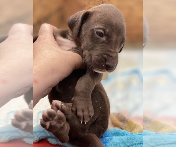 Medium Photo #2 Great Dane Puppy For Sale in LANCASTER, CA, USA