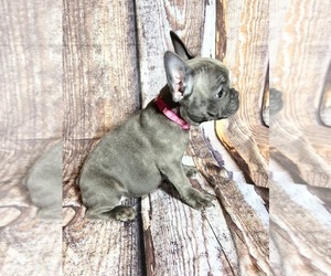 French Bulldog Puppy for sale in MIAMI, FL, USA