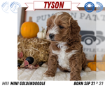 Puppy Tyson Goldendoodle (Miniature)