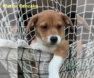 Chiweenie Dogs for adoption in Los Angeles, CA, USA