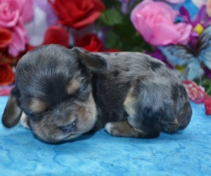 Cocker Spaniel Puppy for sale in PEYTON, CO, USA