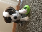 Small Photo #1 Bullboxer Pit Puppy For Sale in WARREN, MI, USA