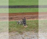 Small #4 German Shepherd Dog
