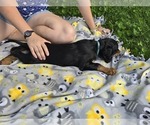 Puppy Puppy 5  Ligh Gordon Setter