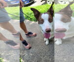 Small #1 Border Collie