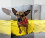 Small #2 Chihuahua Mix