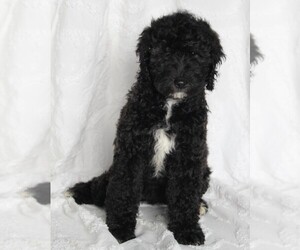 Goldendoodle (Miniature) Puppy for sale in FREDERICKSBURG, OH, USA
